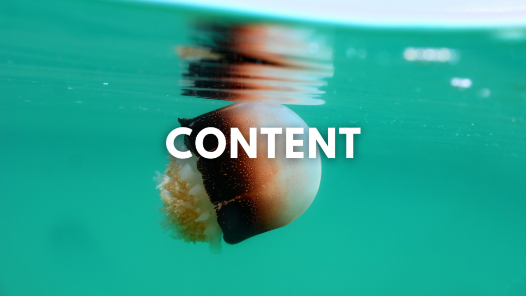 Mad Pelican Marketing Content Creation