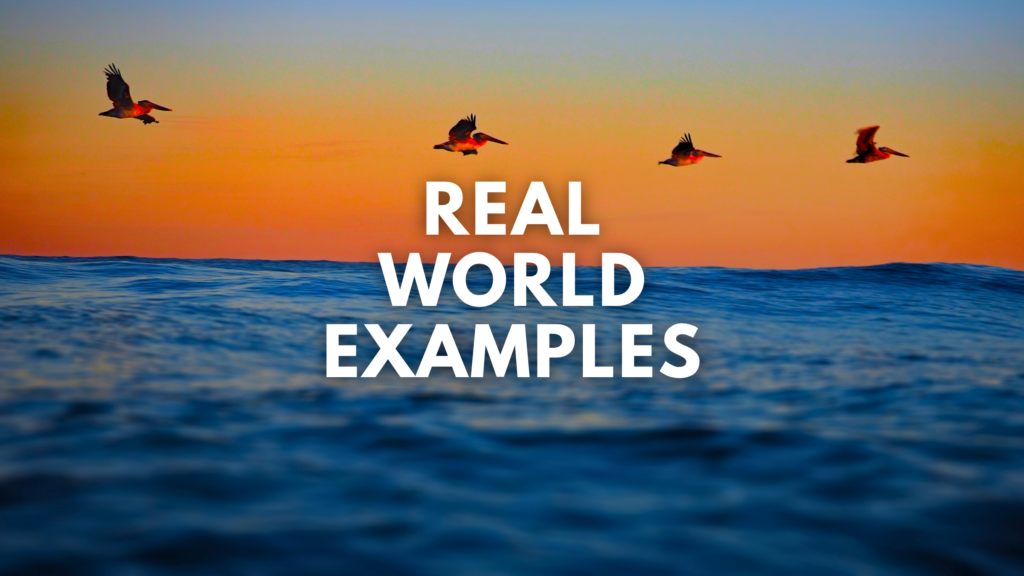 Real world examples of Mad Pelican Marketing applications