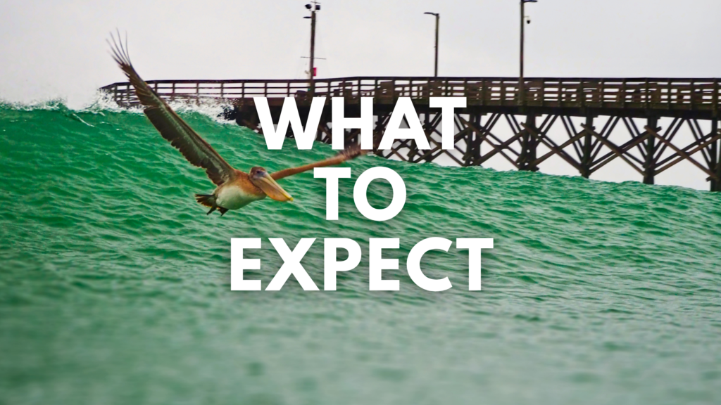 What to Expect from Mad Pelican Marketing